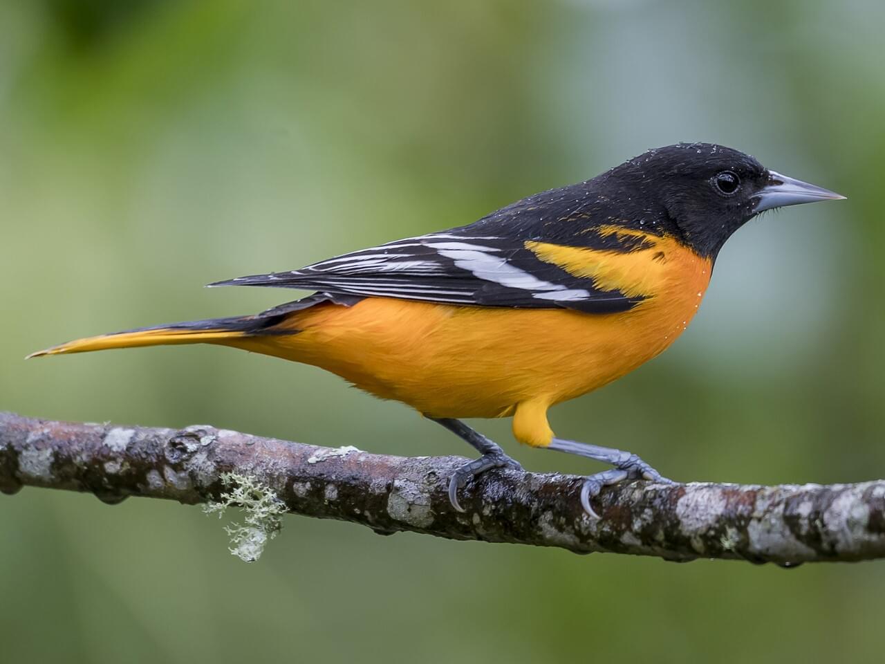 Baltimore Oriole (east)