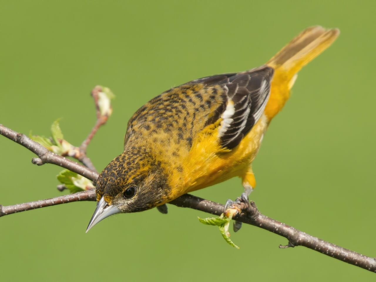 Baltimore Oriole (east)