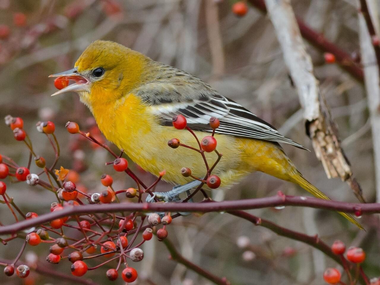 Baltimore Oriole (east)