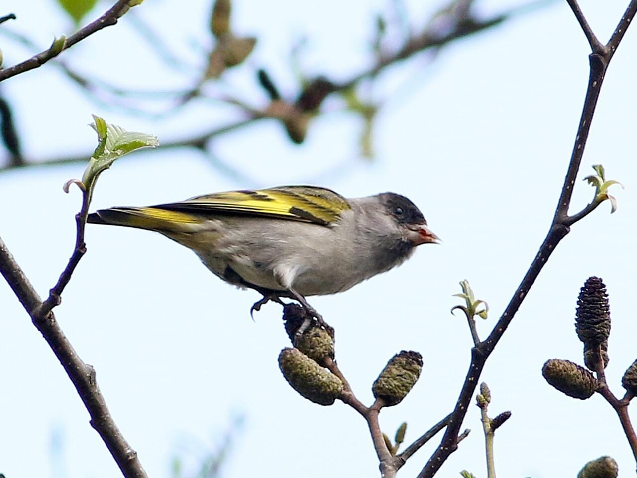 Pine Siskin