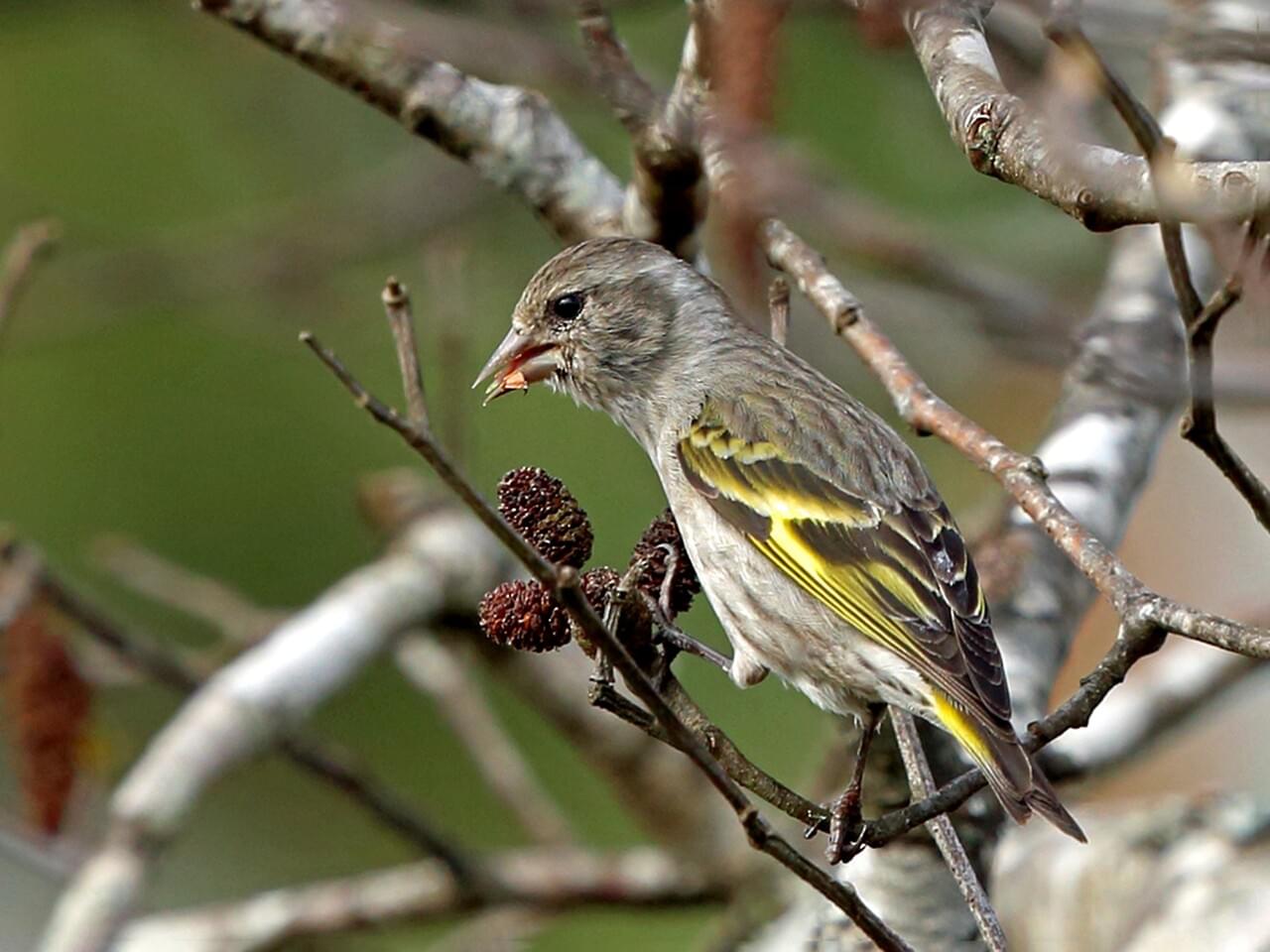 Pine Siskin