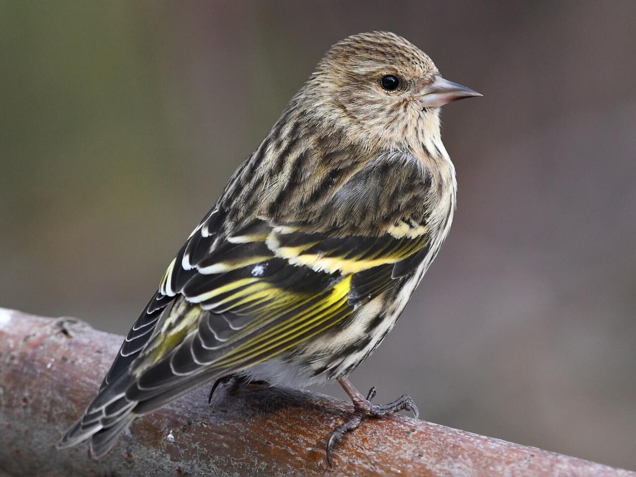Pine Siskin