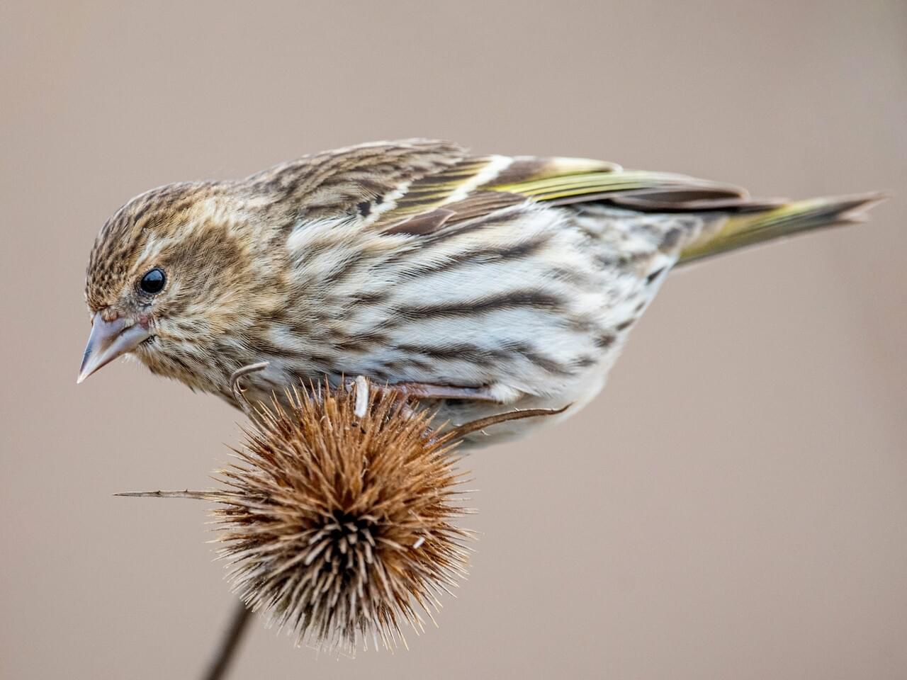 Pine Siskin