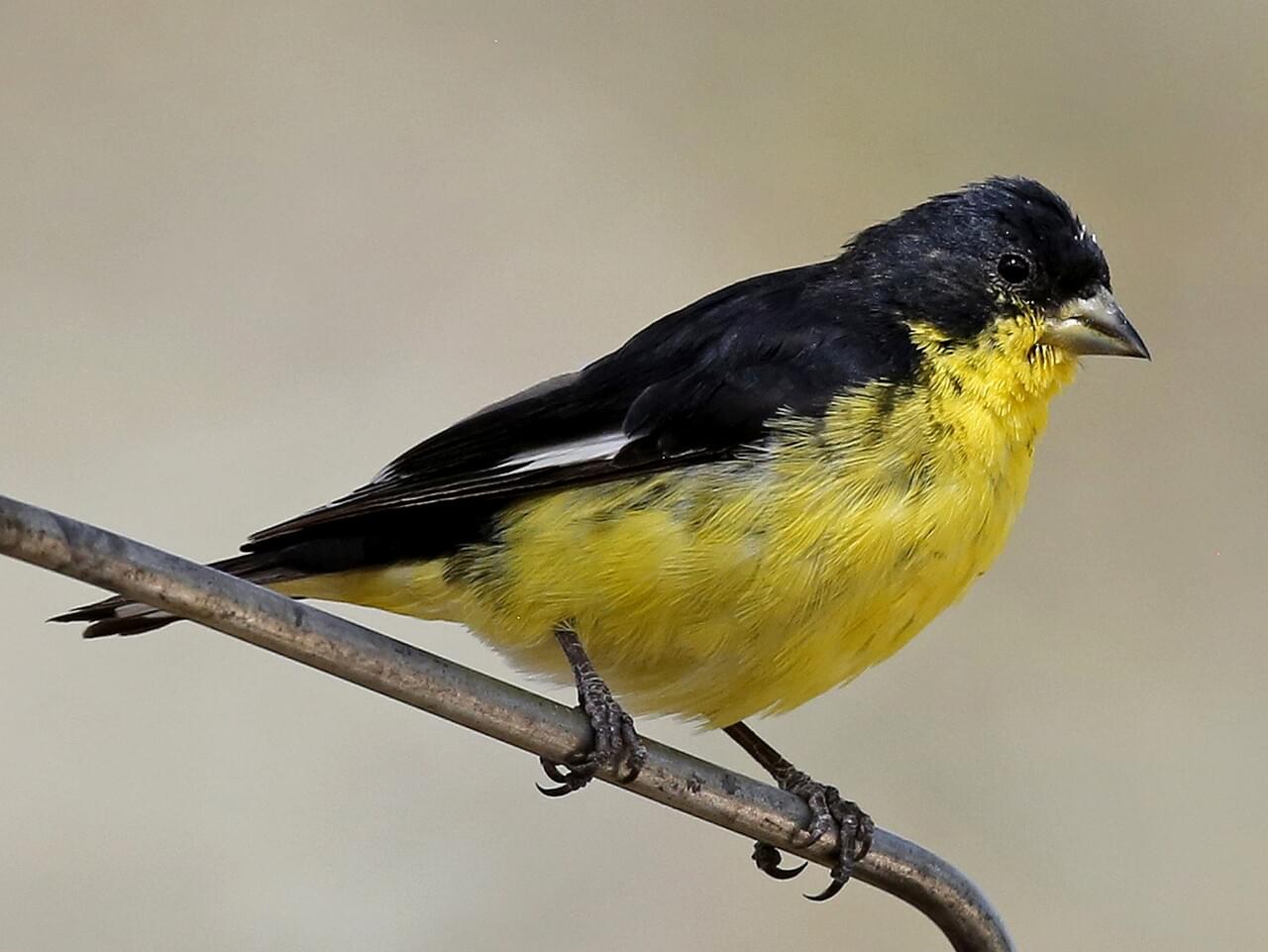 Lesser Goldfinch