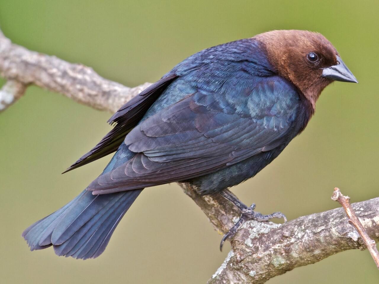 Brown-headed Cowbird