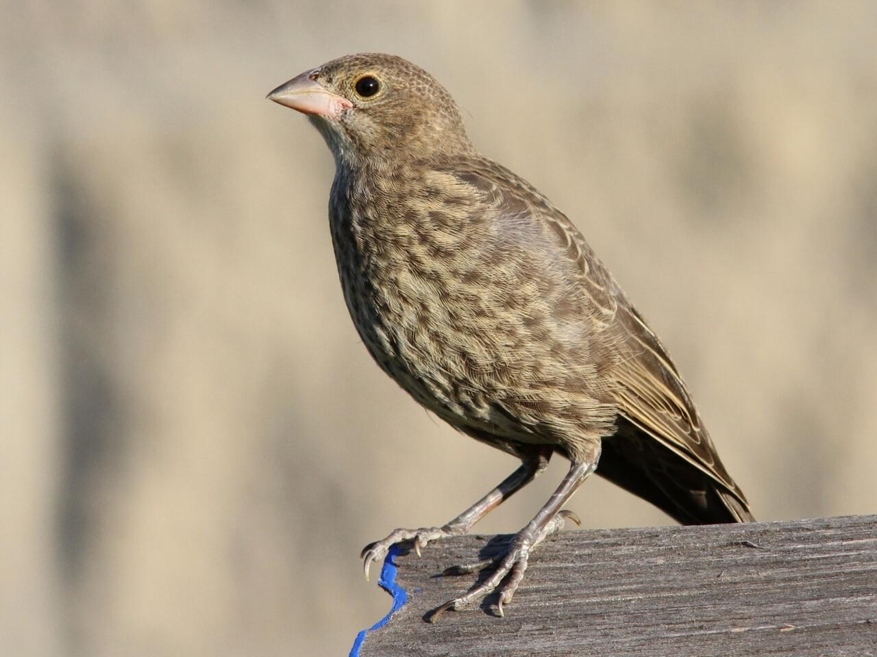 Brown-headed Cowbird