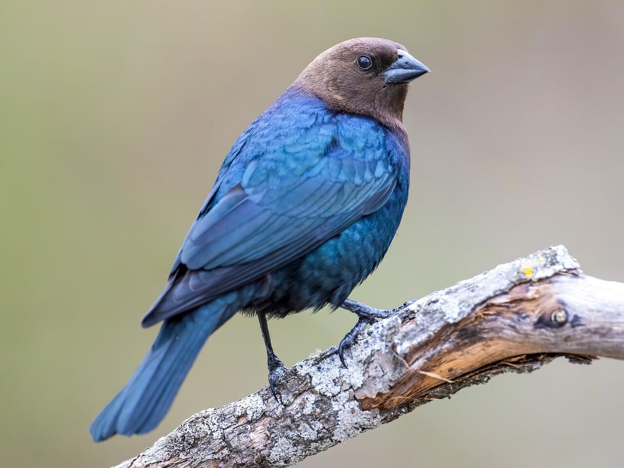 Brown-headed Cowbird