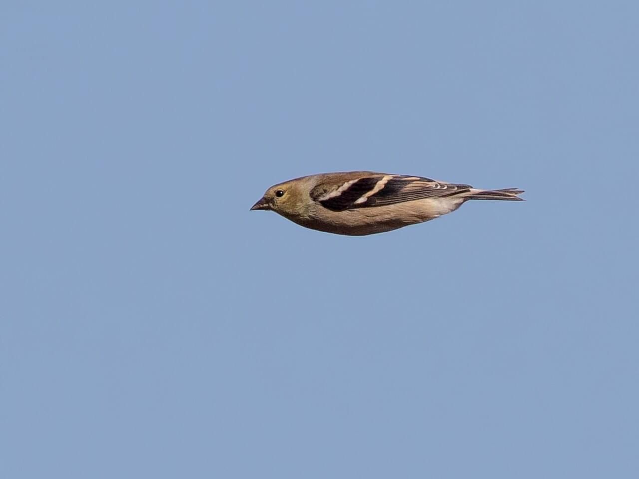 American Goldfinch