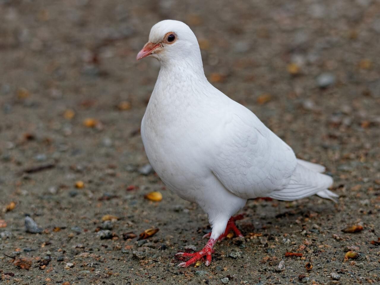 Rock Pigeon