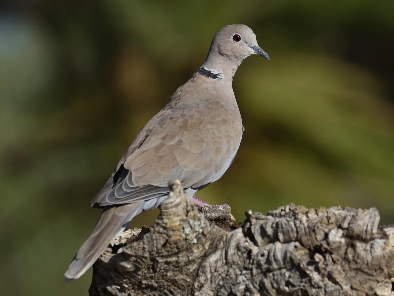 Eurasian Collared-Dove