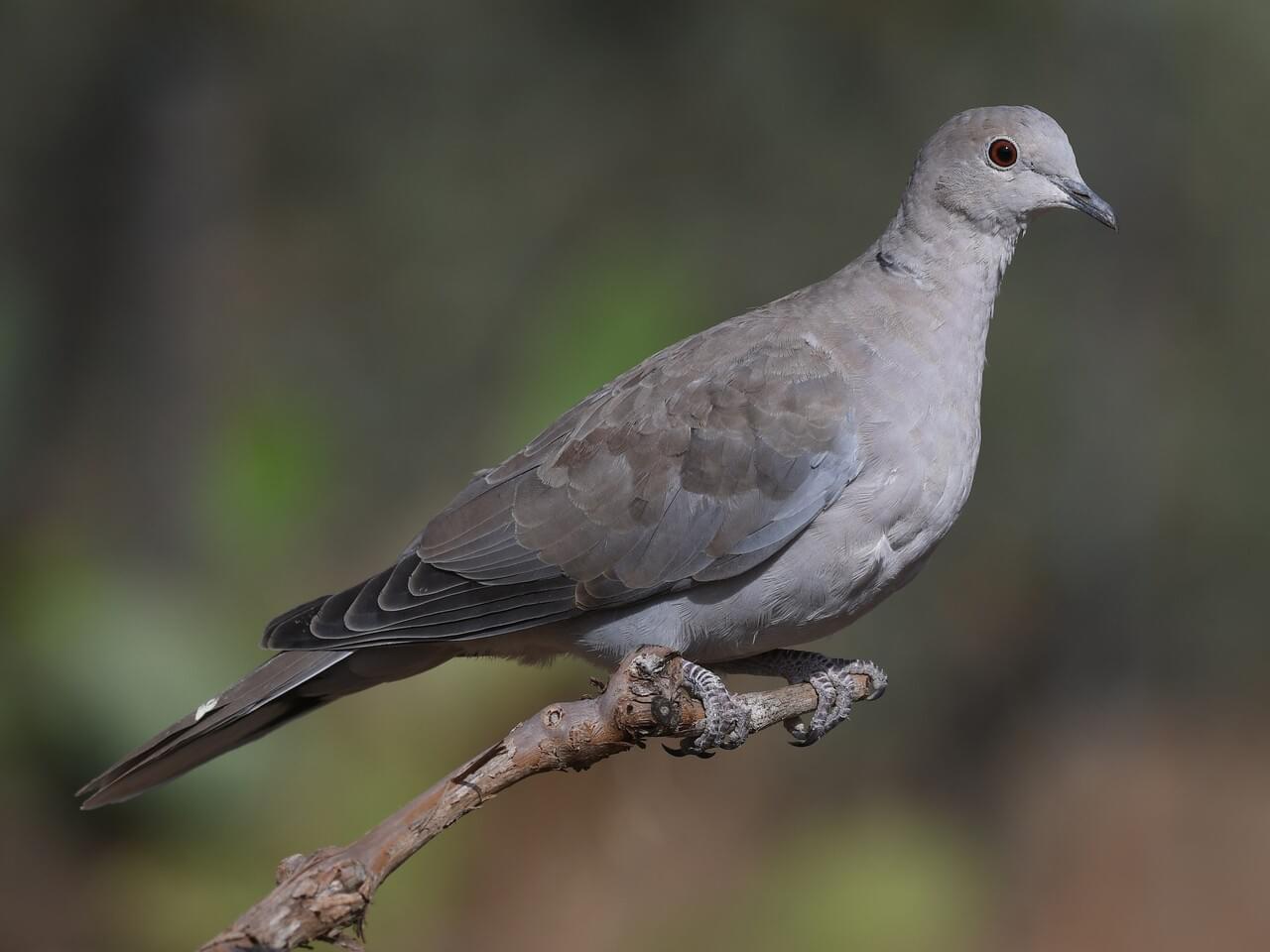 Eurasian Collared-Dove