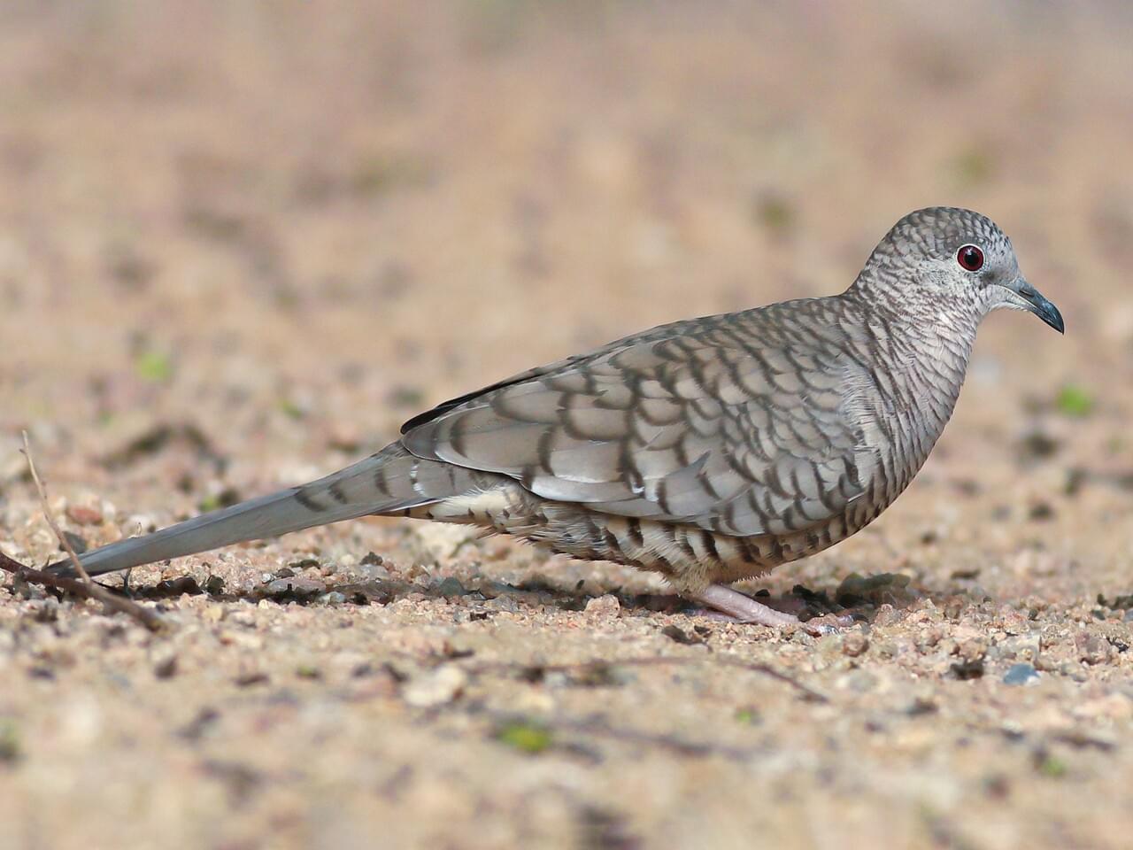 Inca Dove