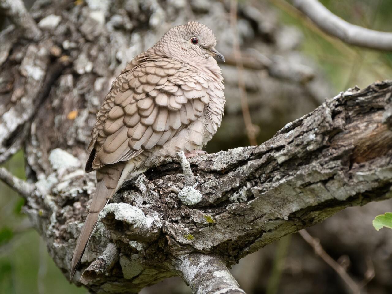 Inca Dove