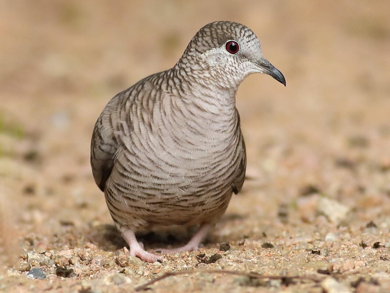 Inca Dove