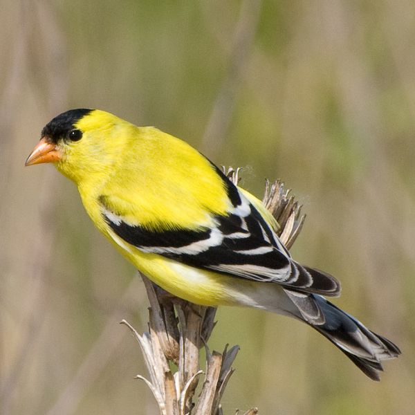 American Goldfinch