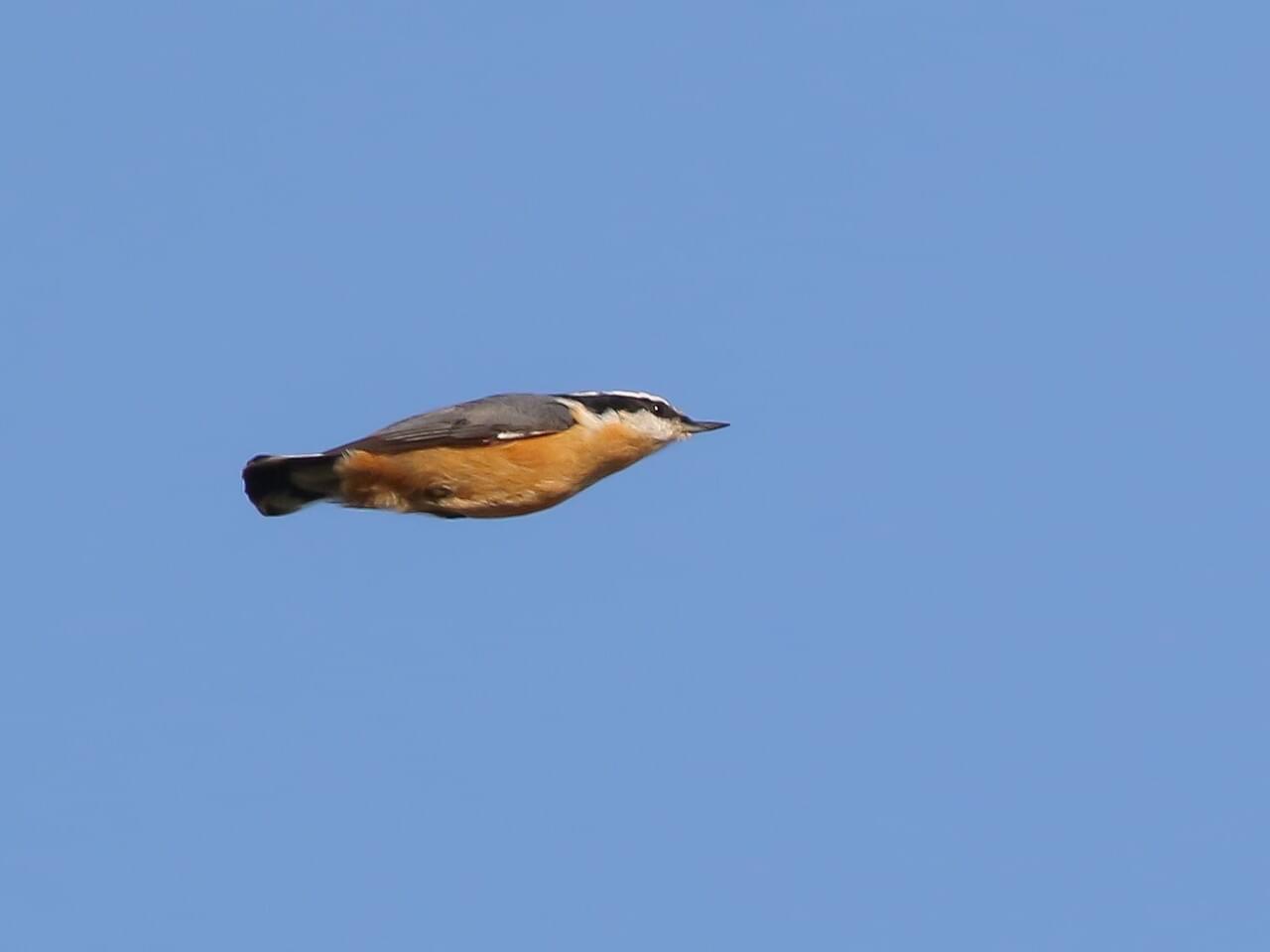 Red-breasted Nuthatch