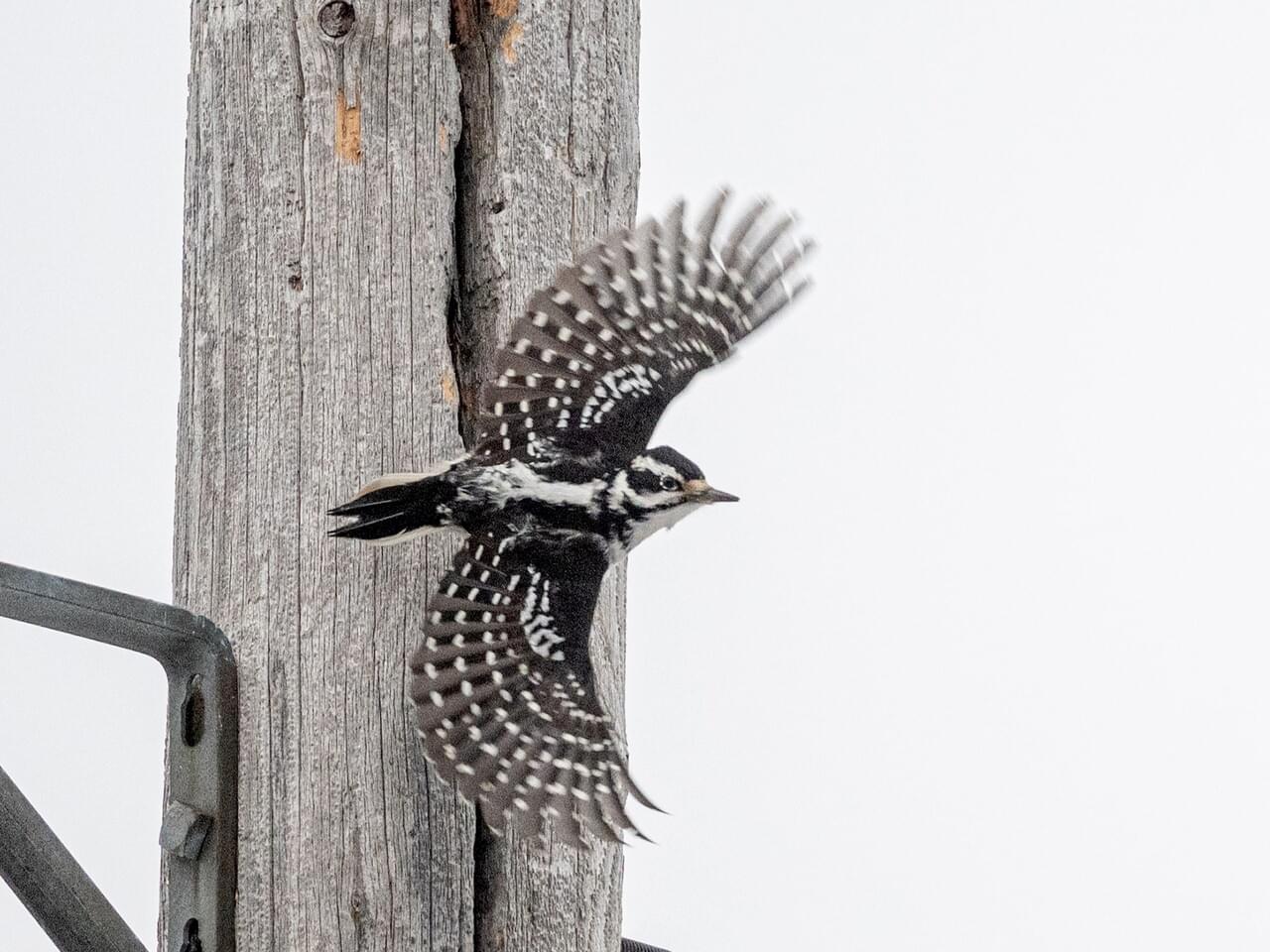 Hairy Woodpecker