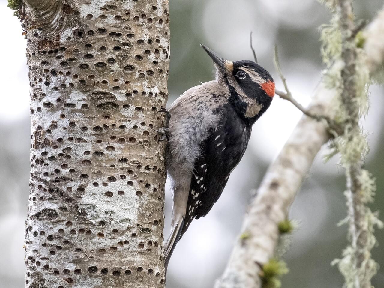 Hairy Woodpecker