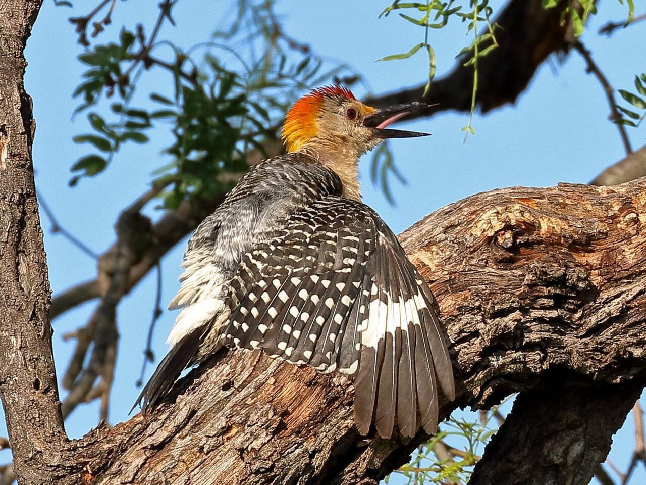 Golden-fronted Woodpecker