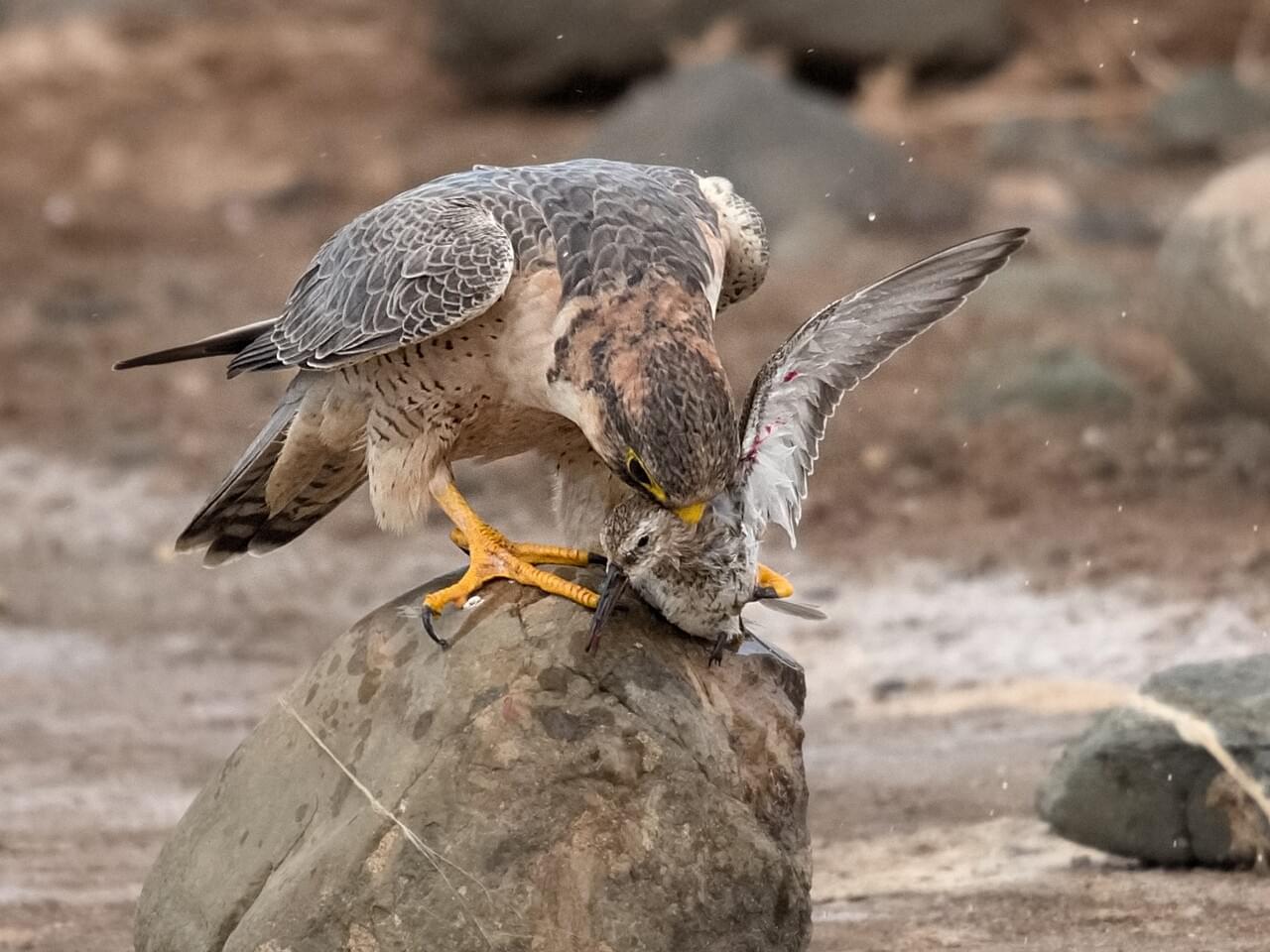 Peregrine Falcon