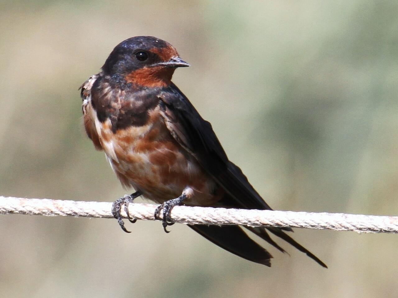 Barn Swallow
