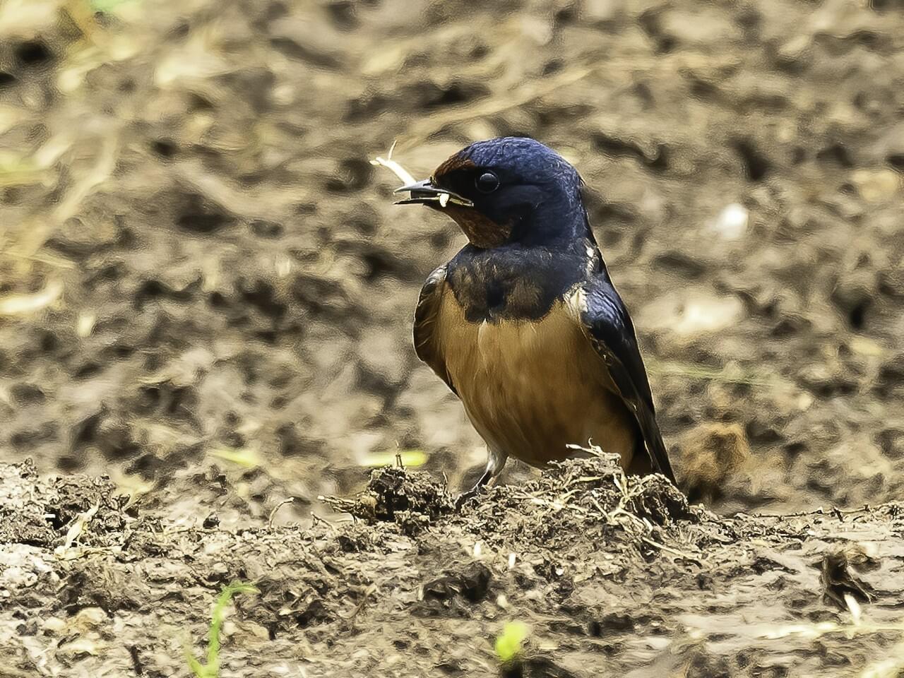 Barn Swallow