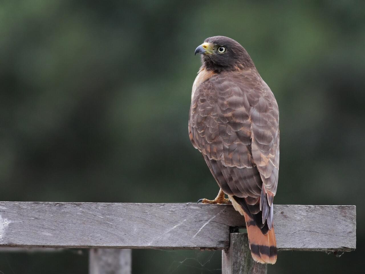 Roadside Hawk