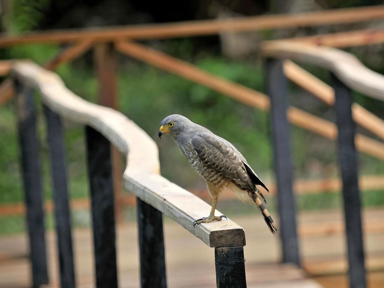 Roadside Hawk