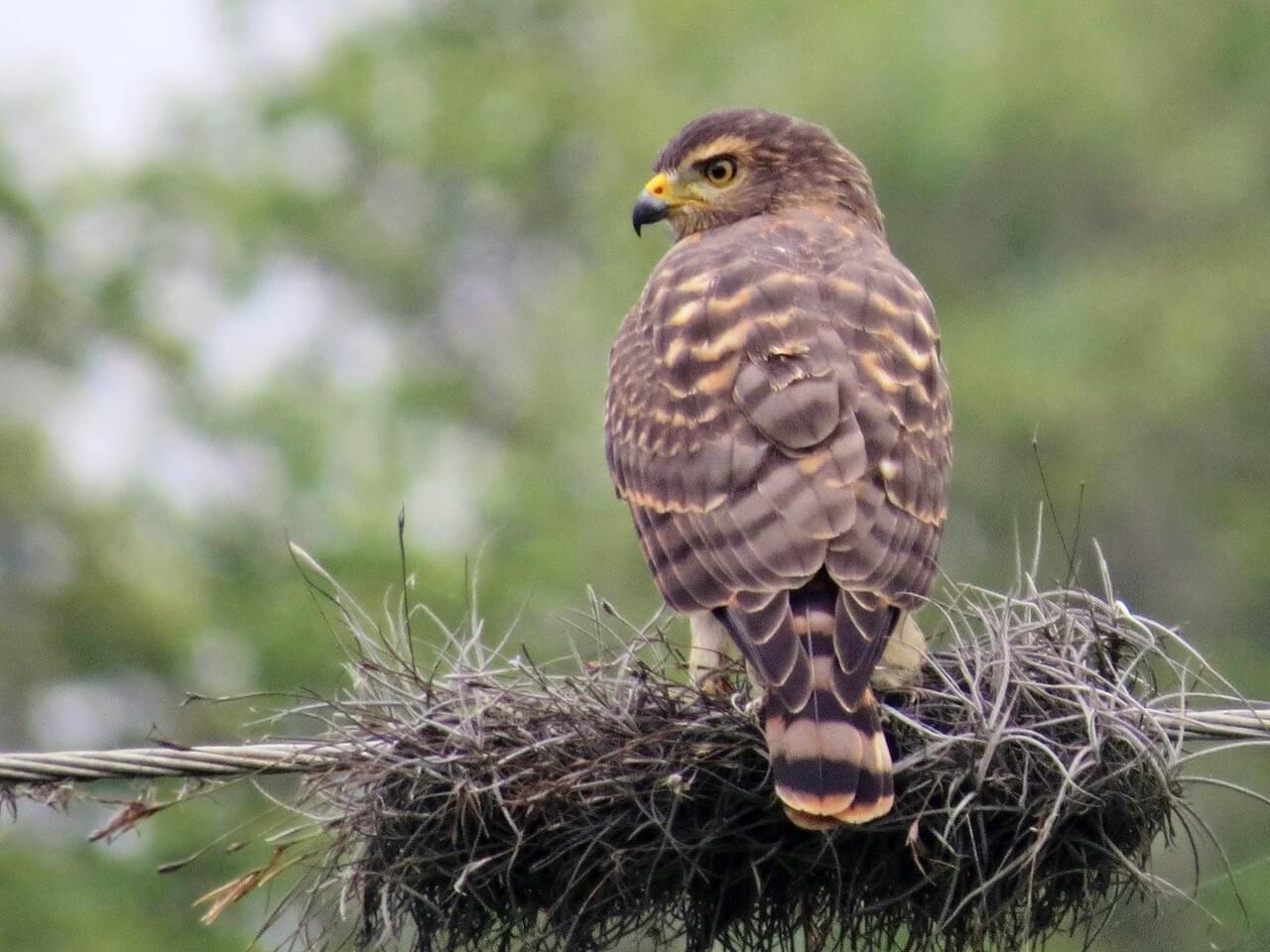 Roadside Hawk
