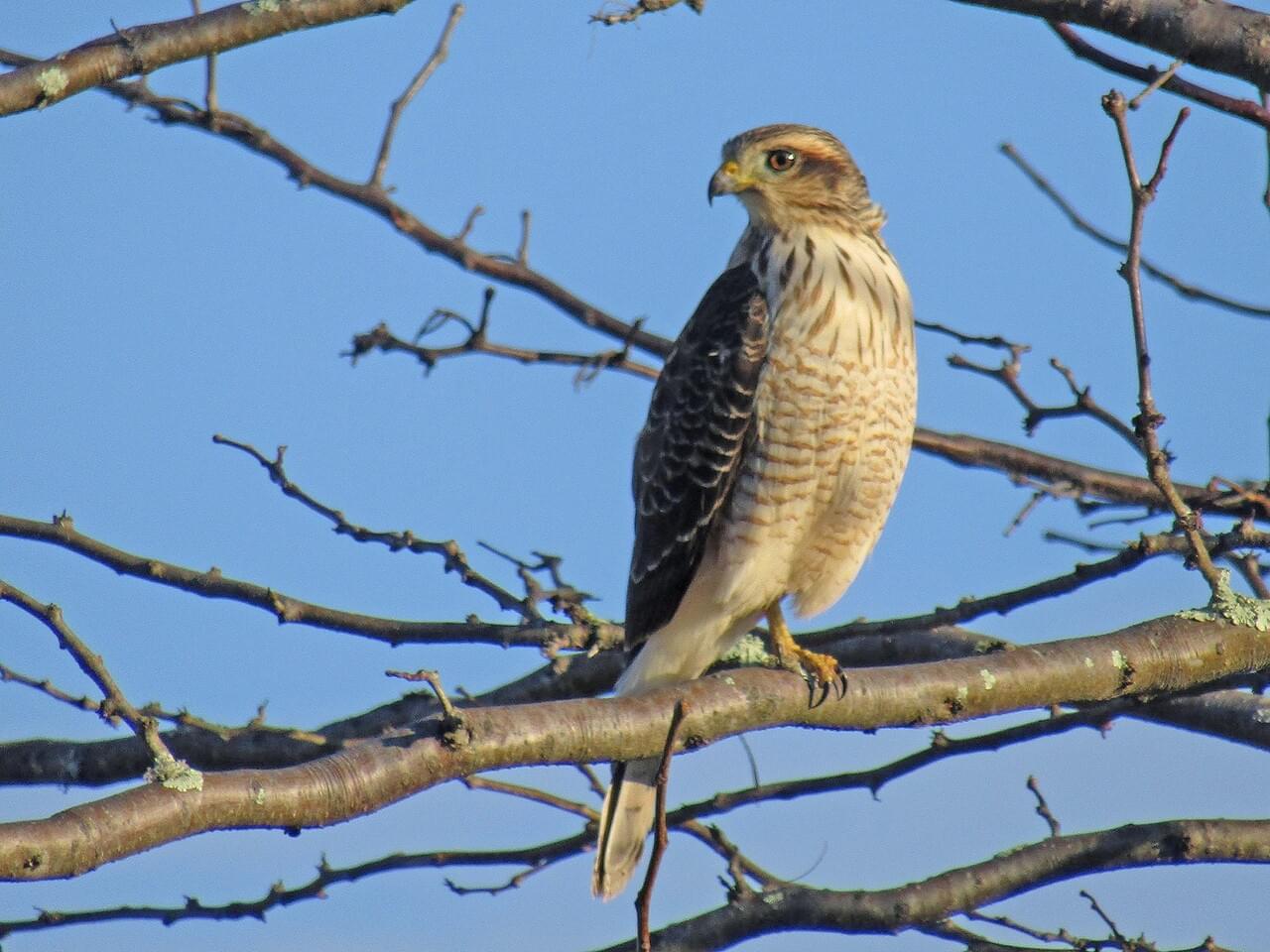 Roadside Hawk