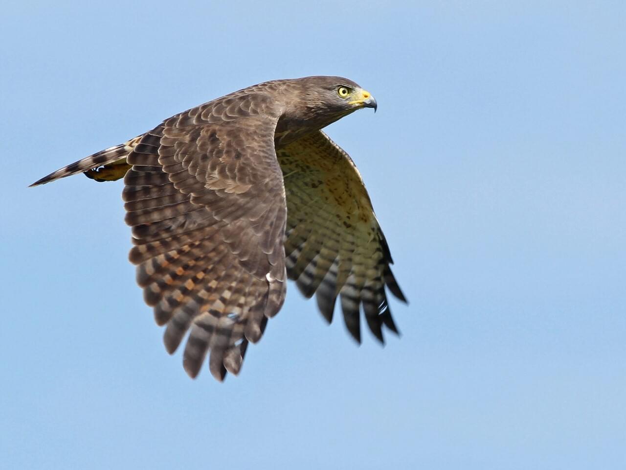 Roadside Hawk
