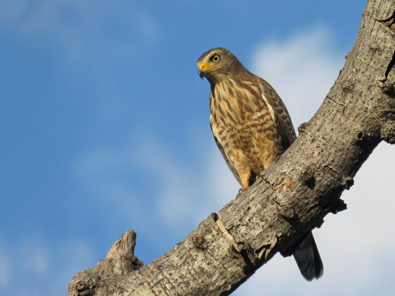 Roadside Hawk