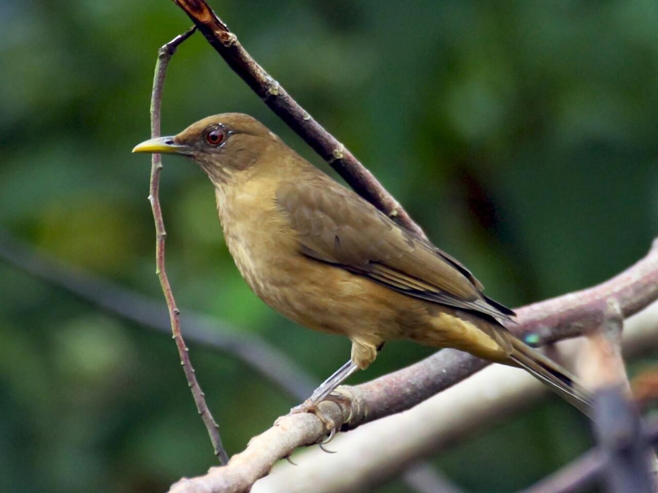 Clay-colored Thrush