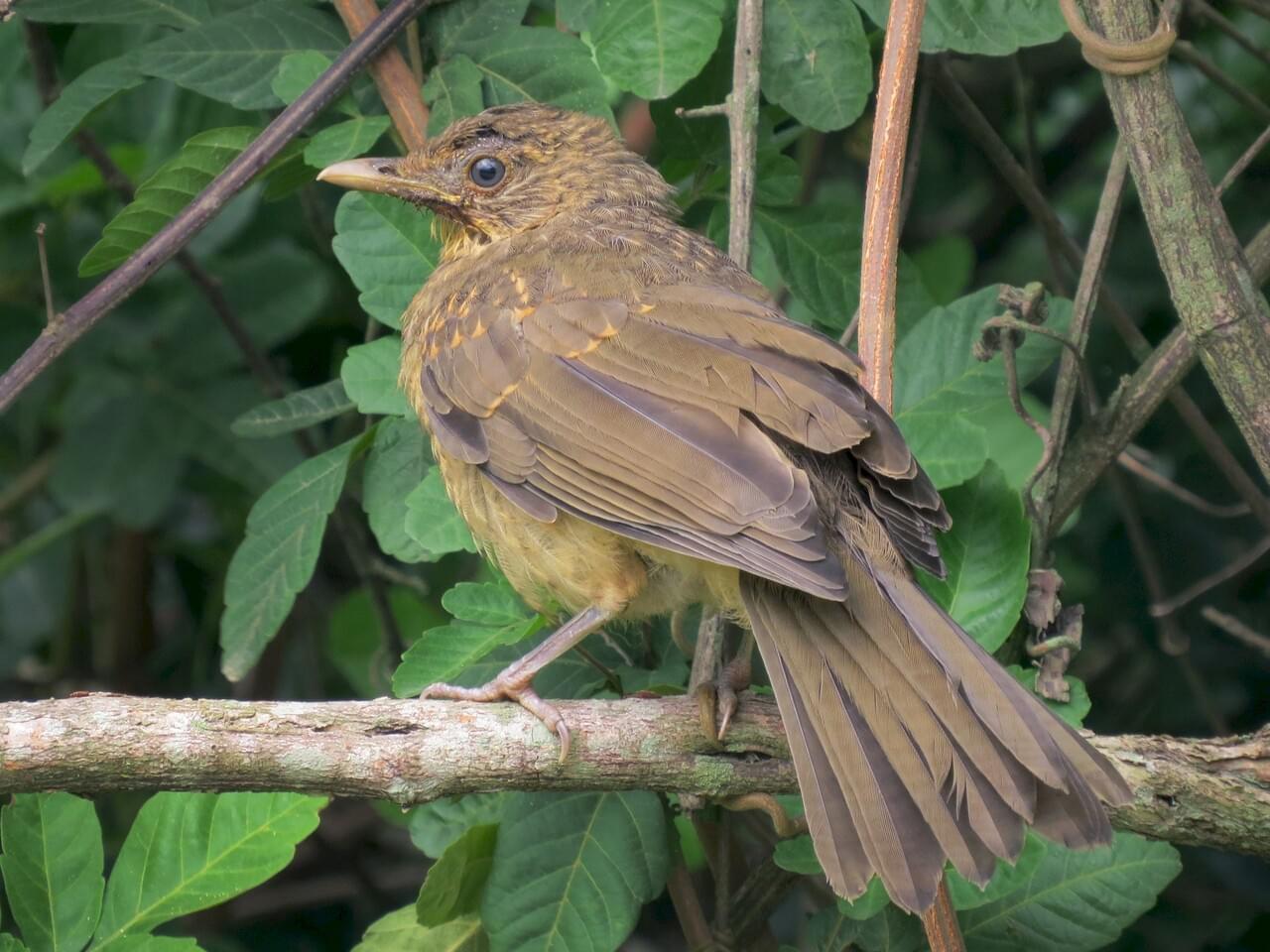 Clay-colored Thrush