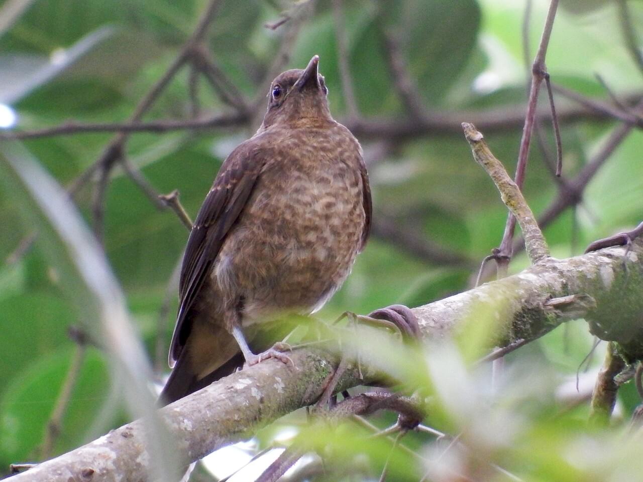 Clay-colored Thrush