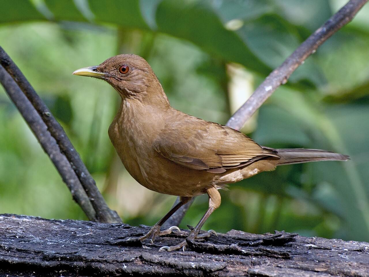 Clay-colored Thrush