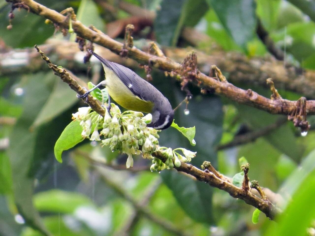 Bananaquit