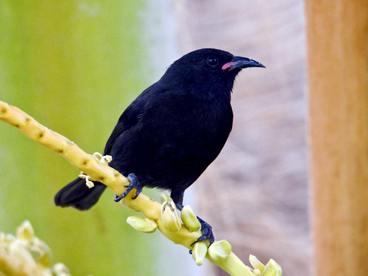 Bananaquit