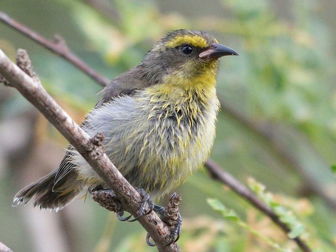 Bananaquit