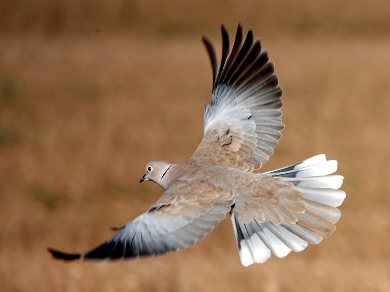 Eurasian Collared-Dove