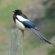Black-billed magpie
