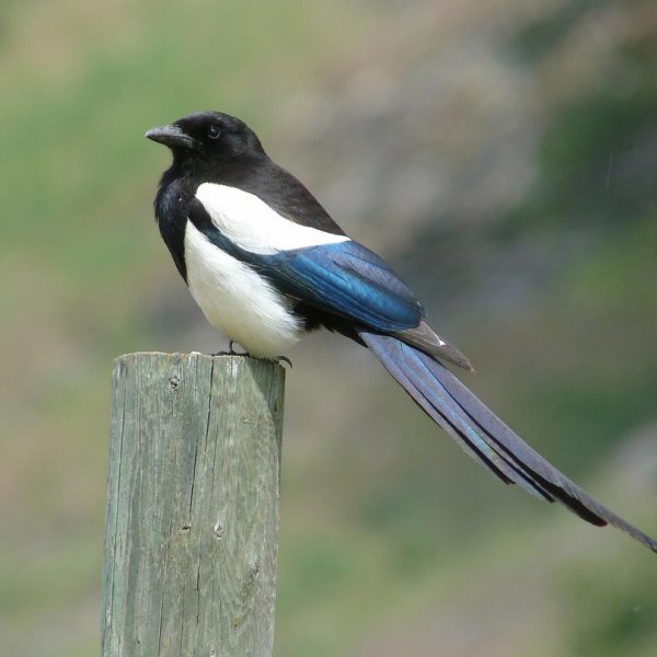 Black-billed magpie