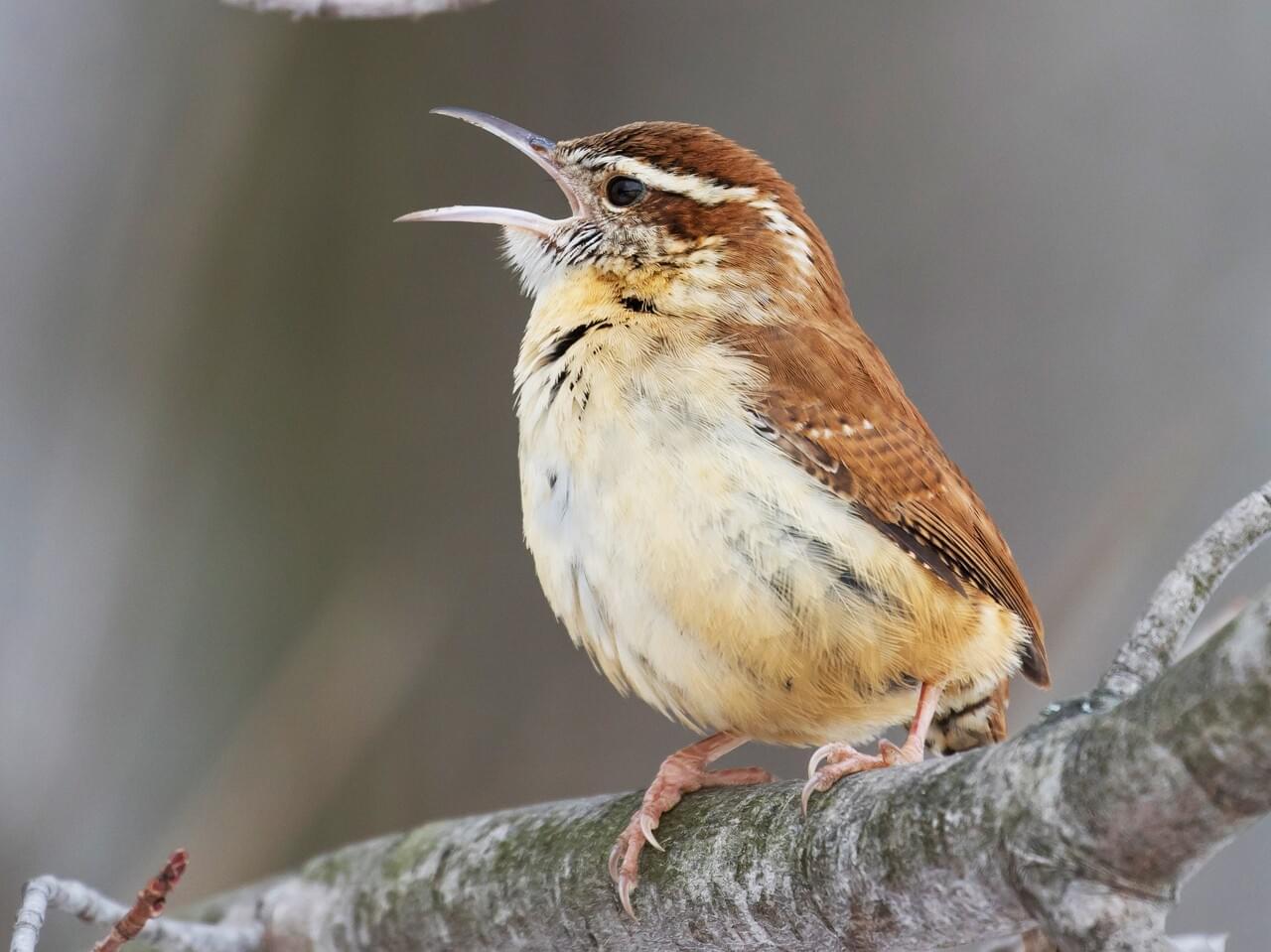 Carolina Wren