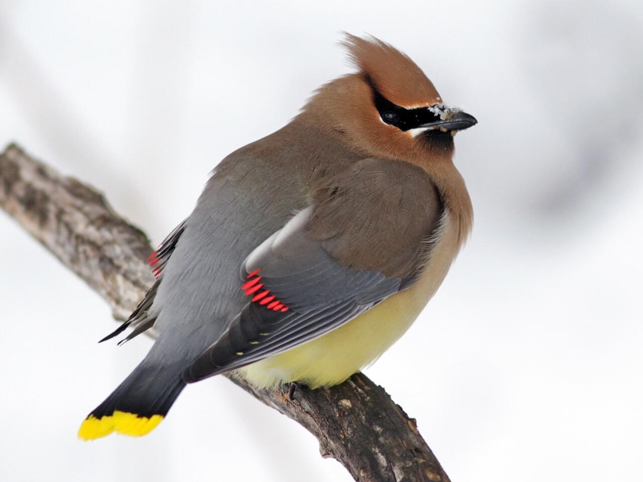 Cedar Waxwing