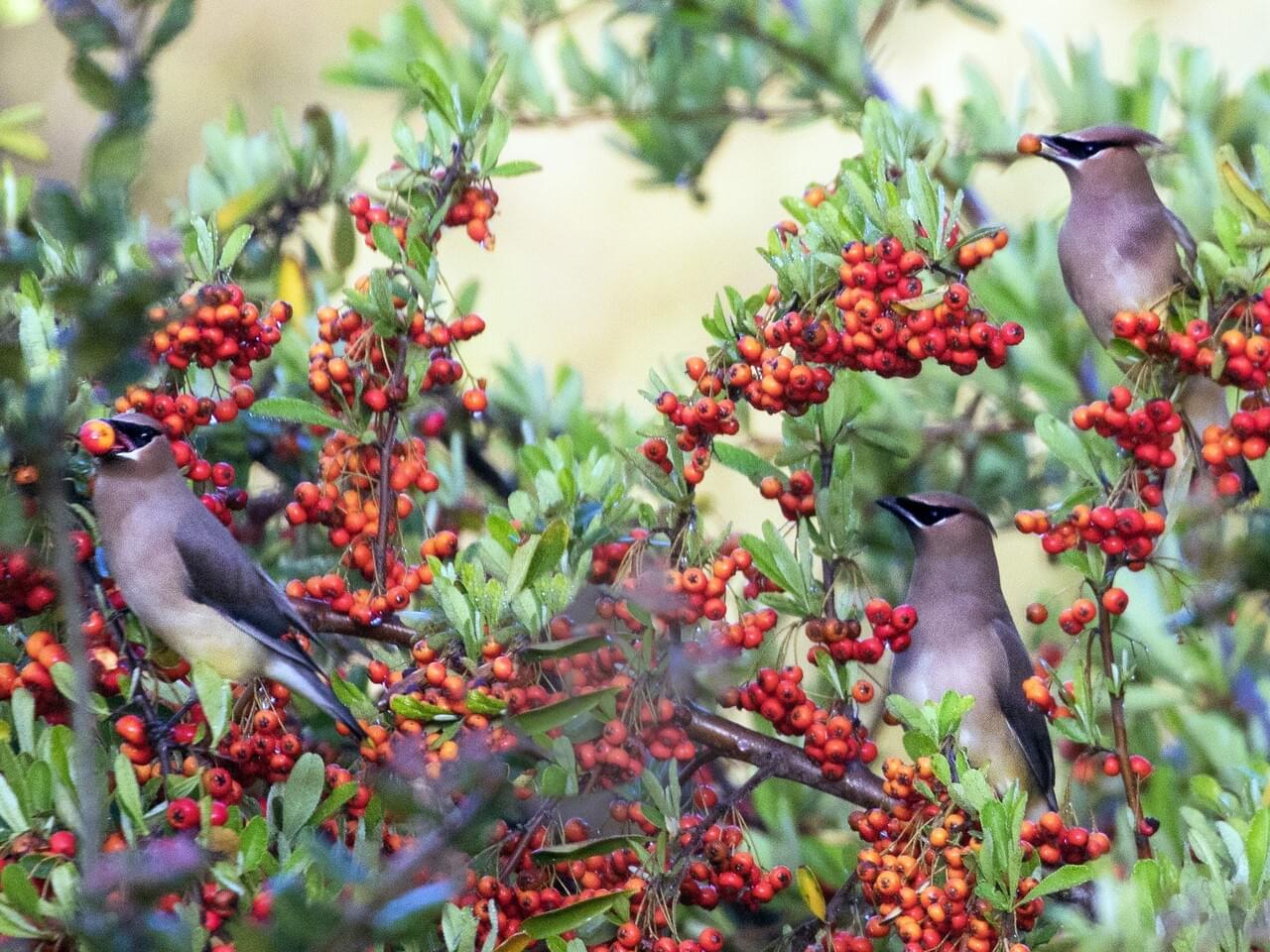 Cedar Waxwing