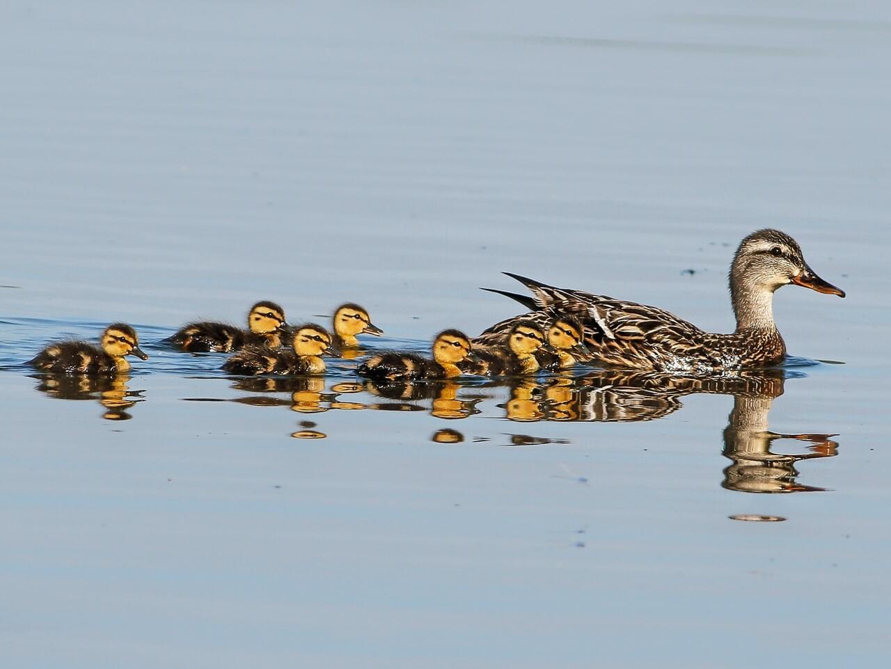 Mallard