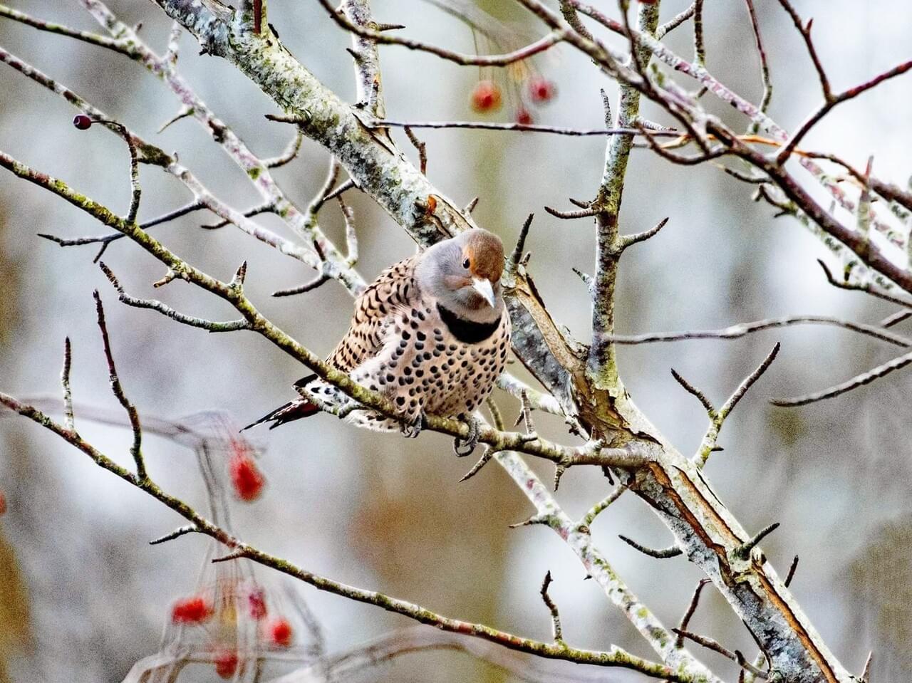 Northern Flicker