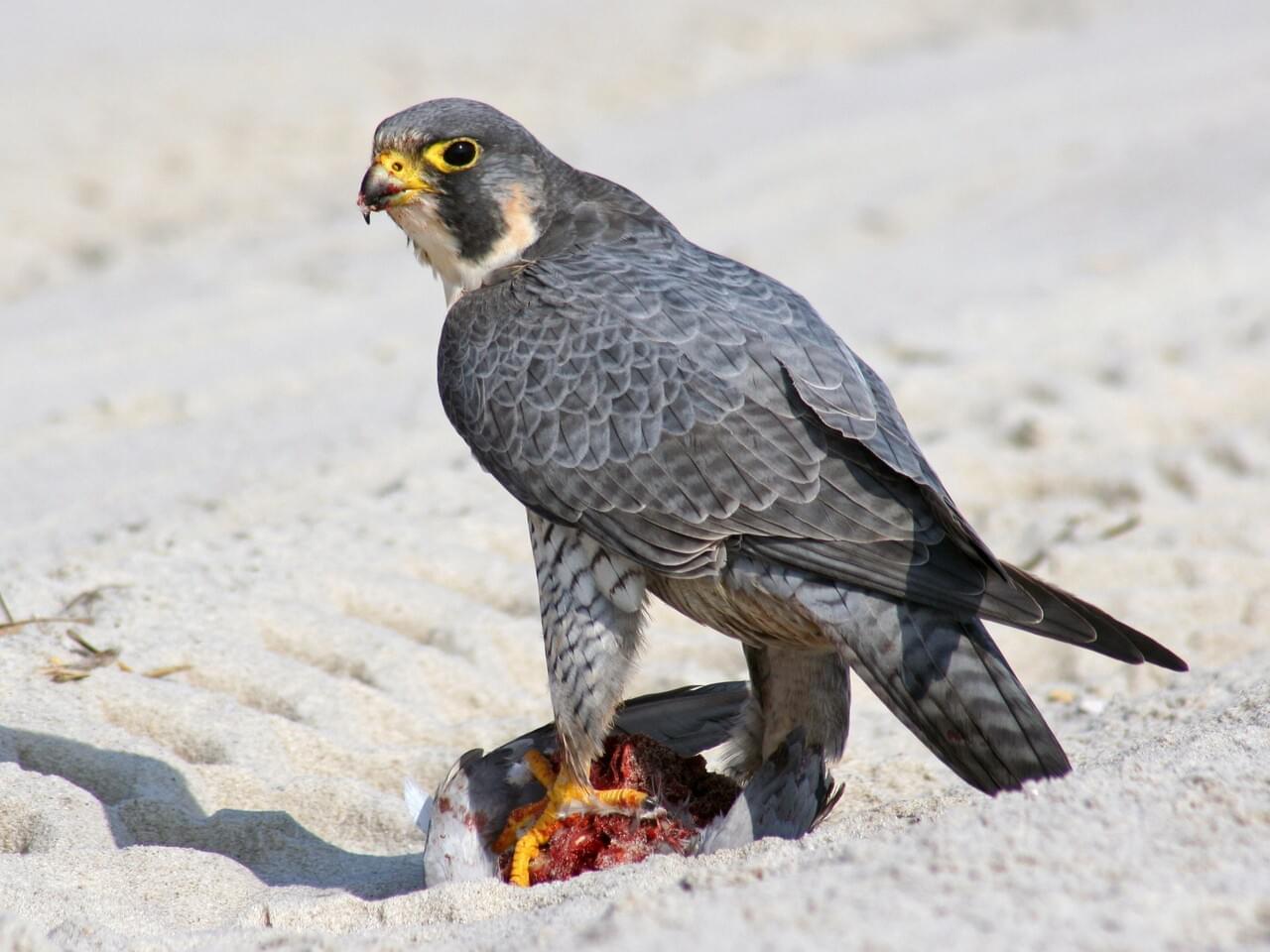 Peregrine Falcon