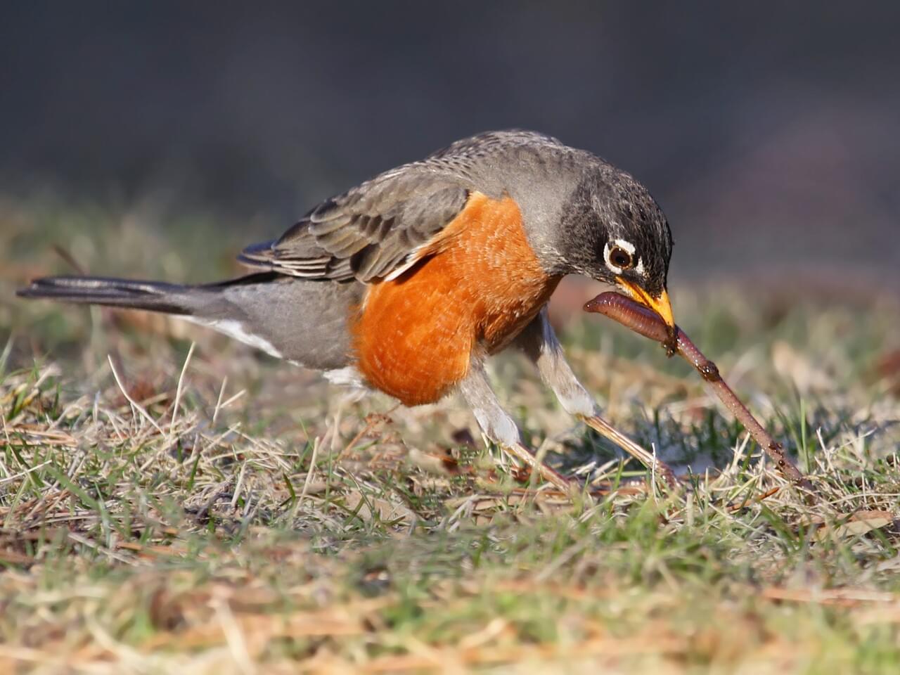 American Robin