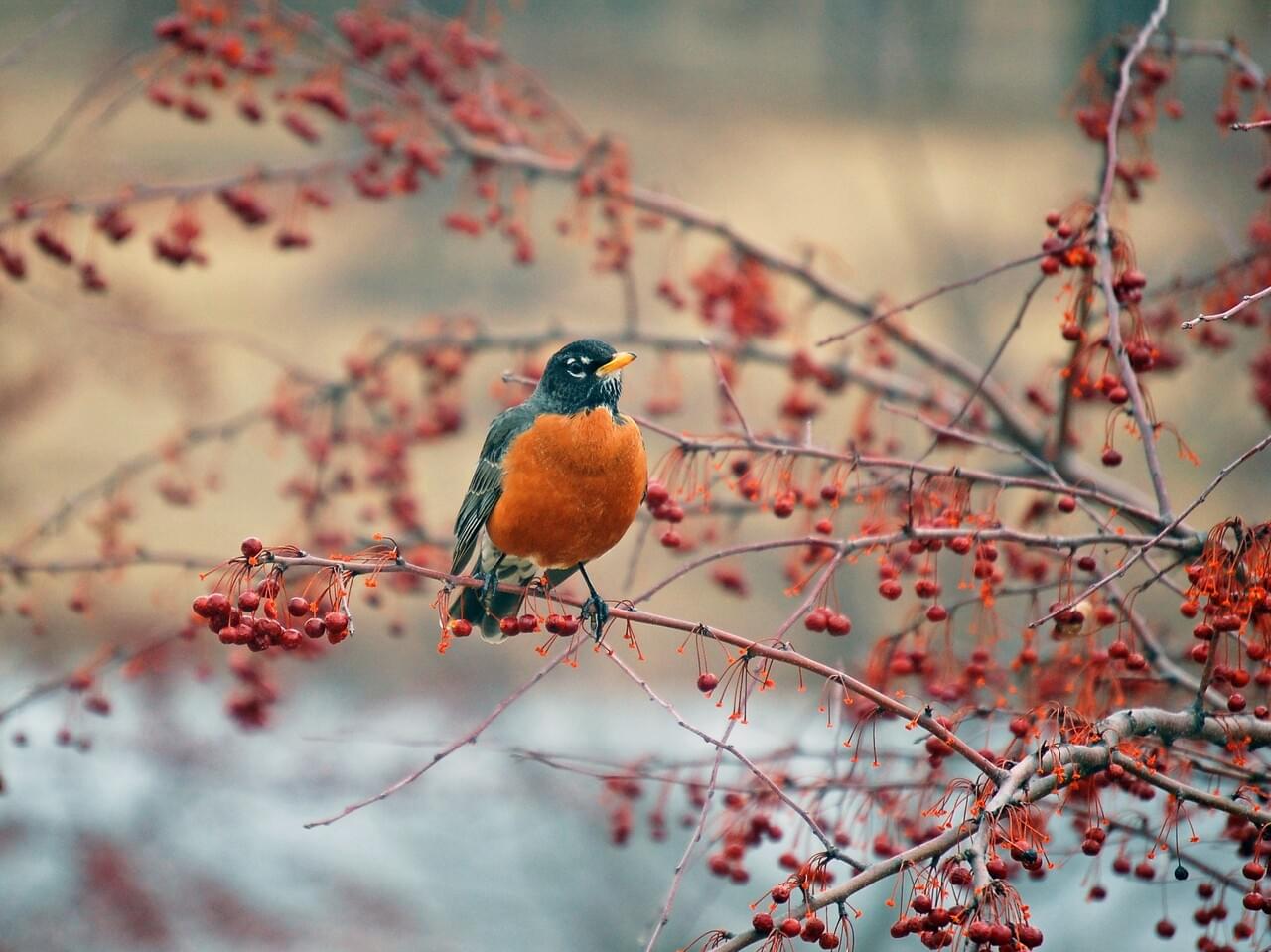 American Robin